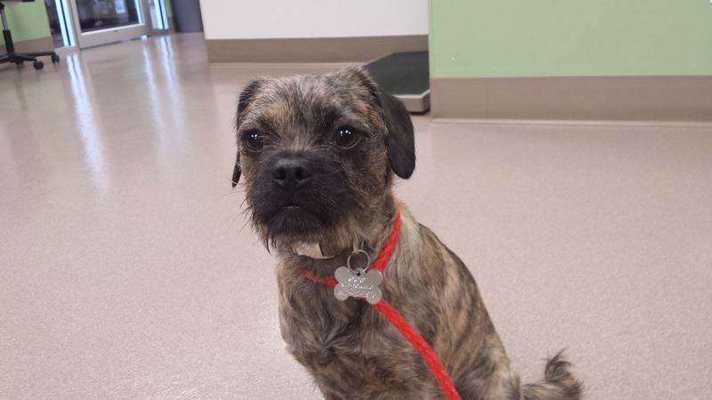 Enlarge Dog, a Adopted mixed breed in La Porte, IN image 1/1