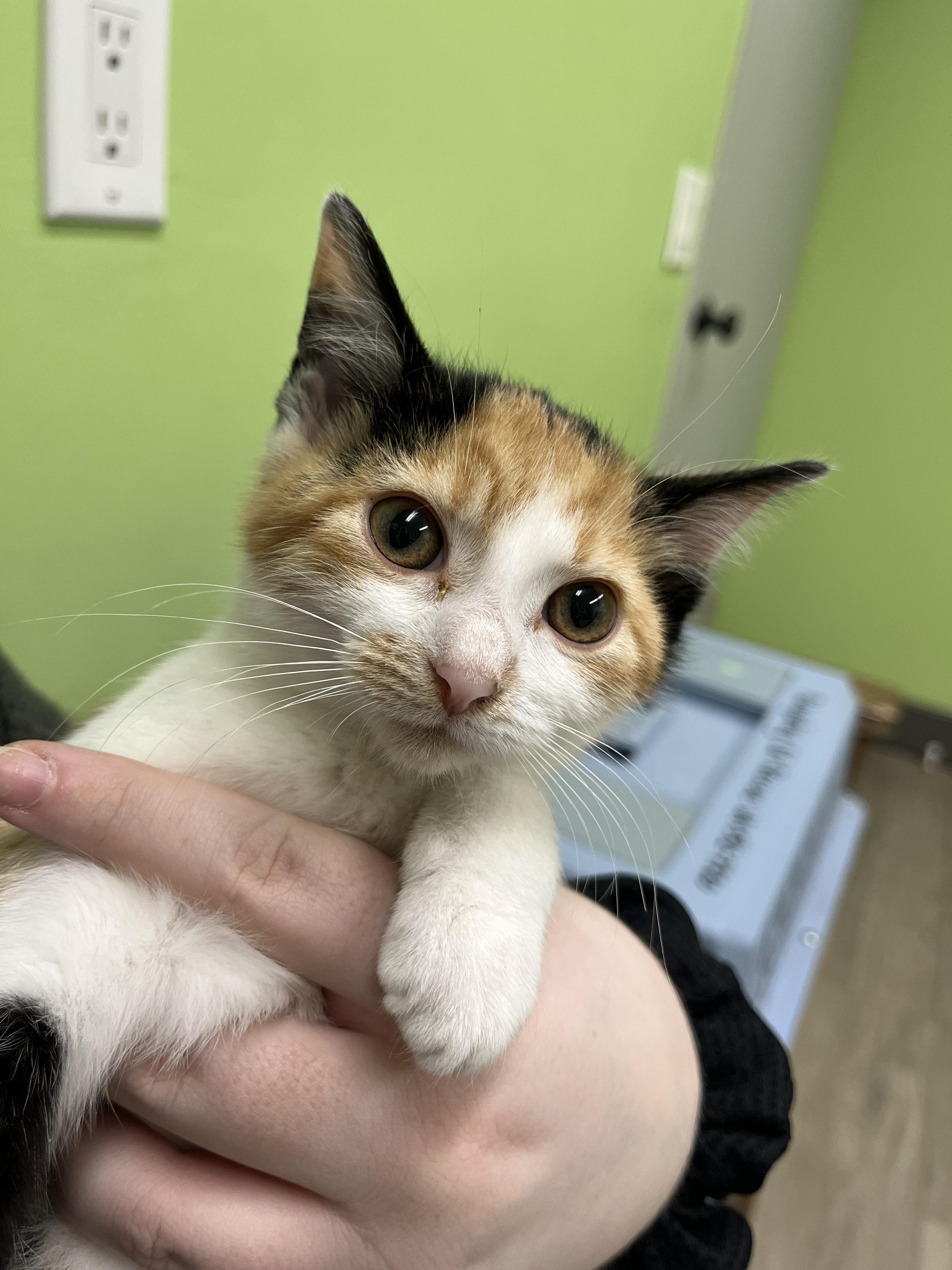 Enlarge Valentina, an adopted Calico in Columbus, OH image 1/6