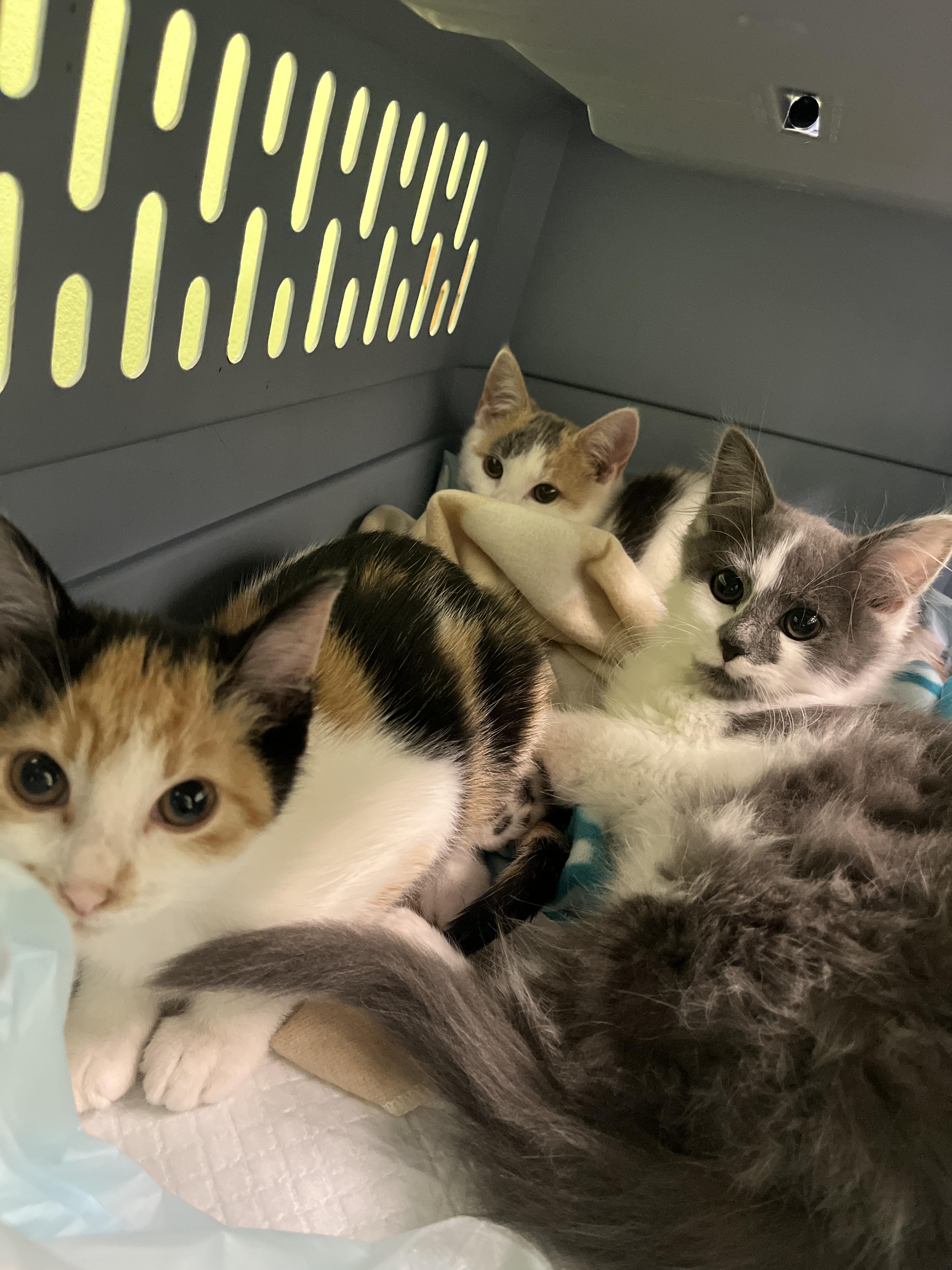 Enlarge Valentina, an adopted Calico in Columbus, OH image 5/6