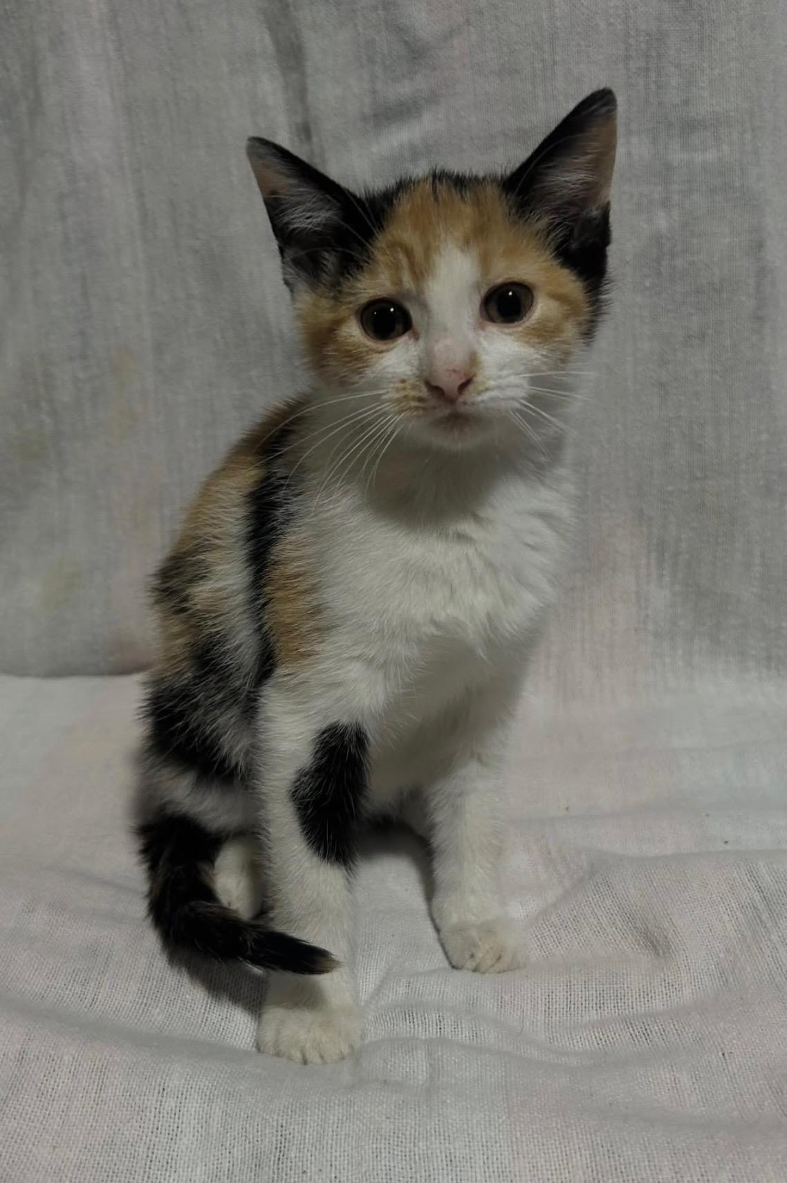 Valentina, adopted, Kitten Female Calico.