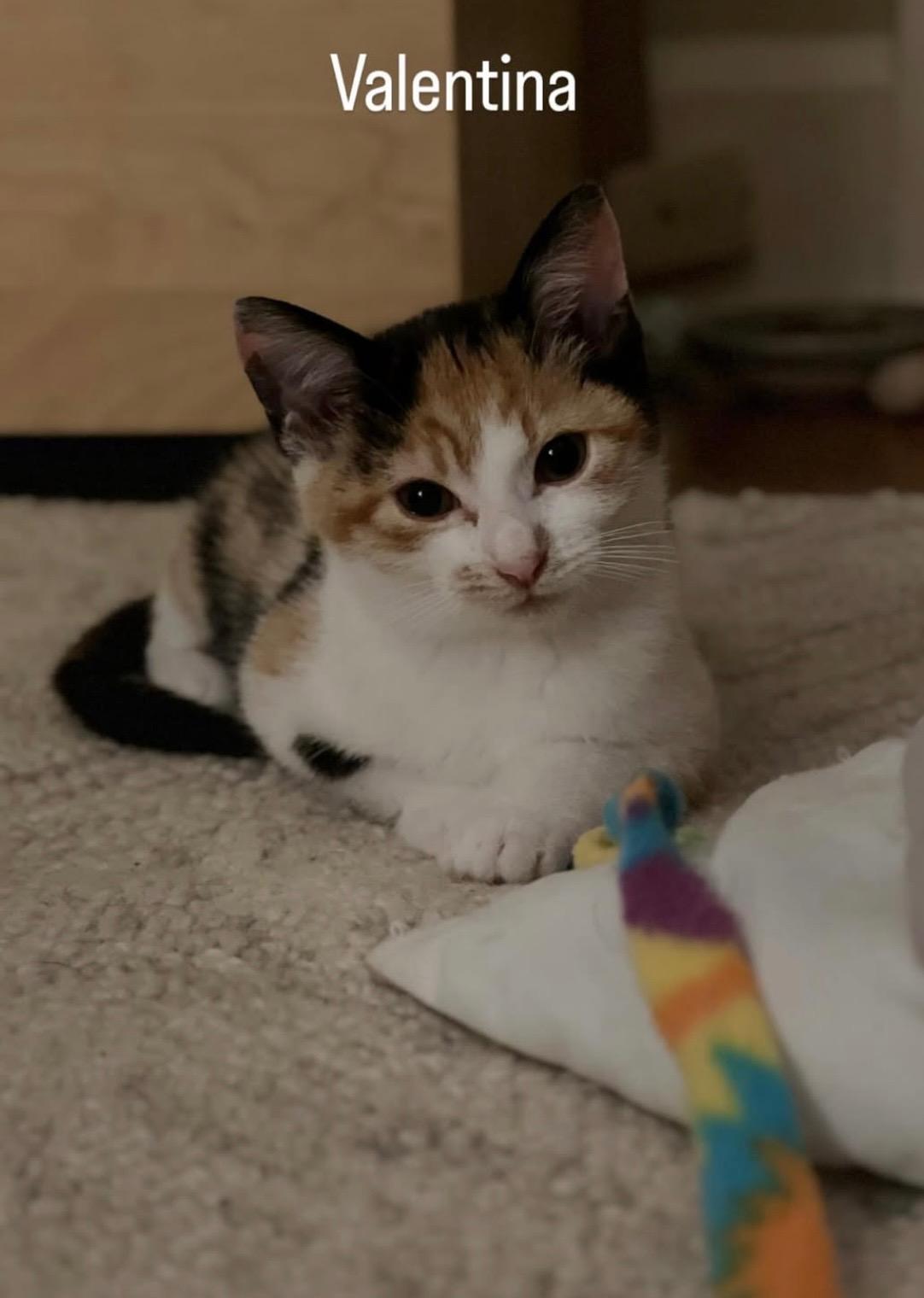 Enlarge Valentina, an adopted Calico in Columbus, OH image 3/6