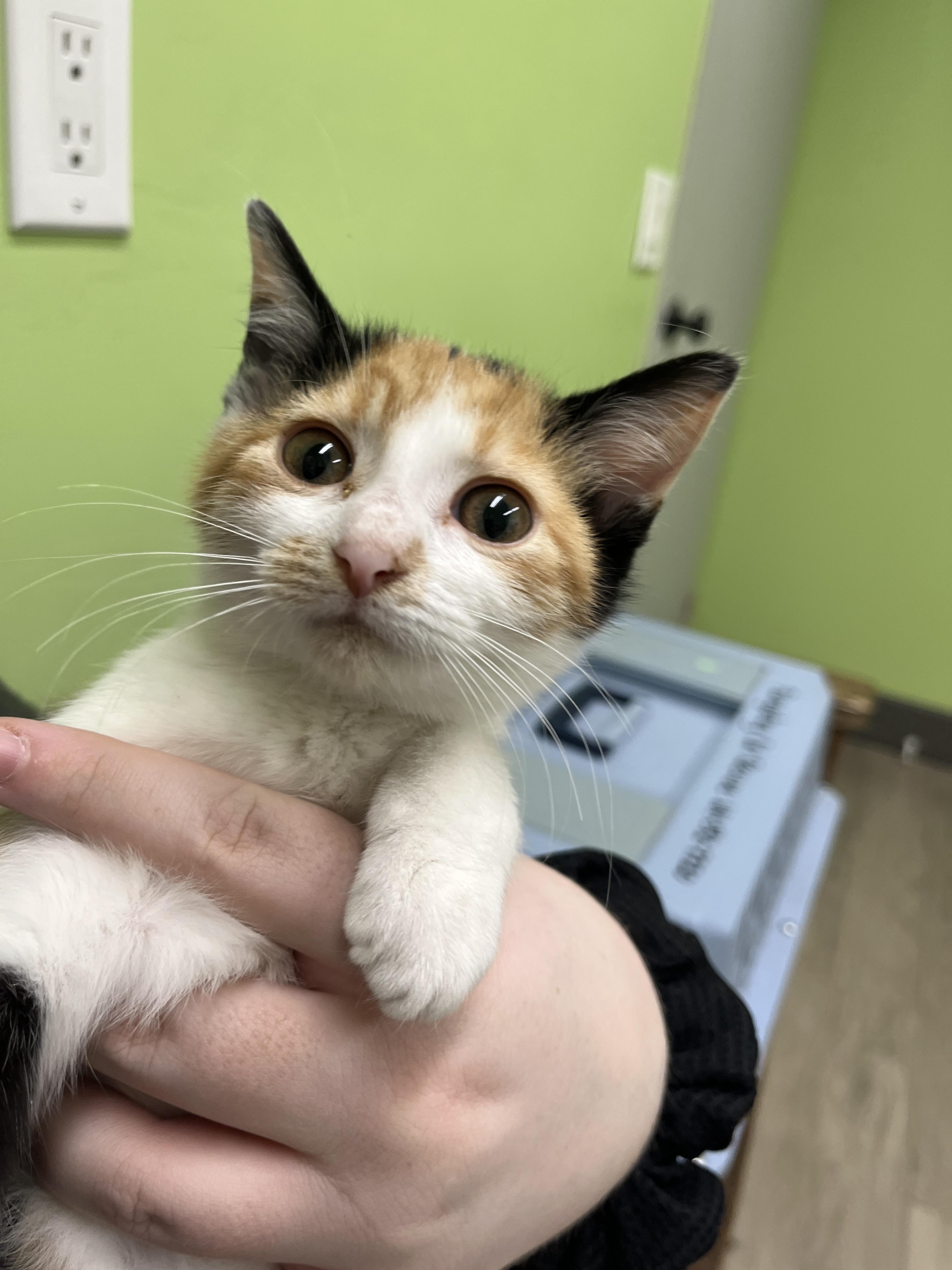 Enlarge Valentina, an adopted Calico in Columbus, OH image 6/6