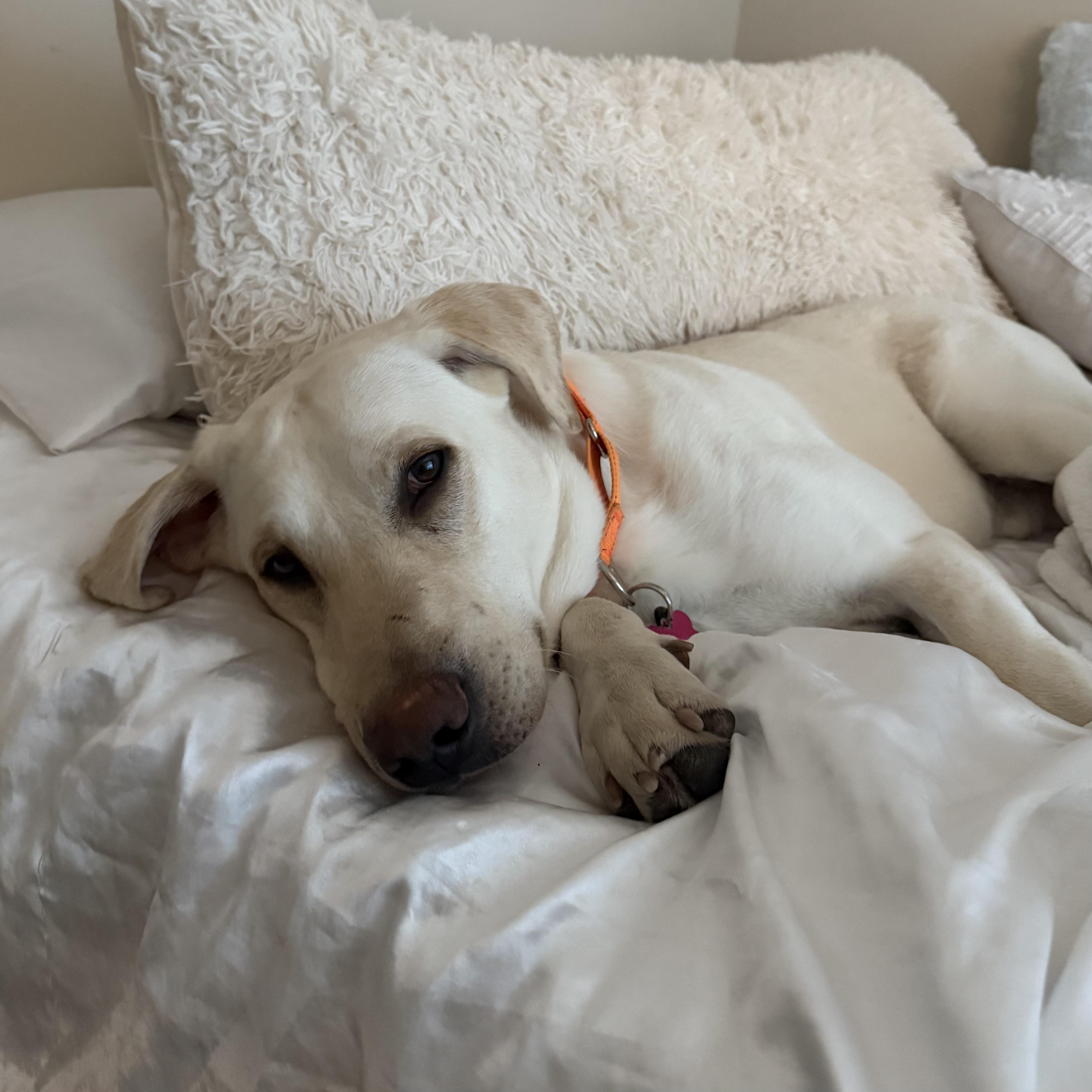 Kimmel — thumbnail 2