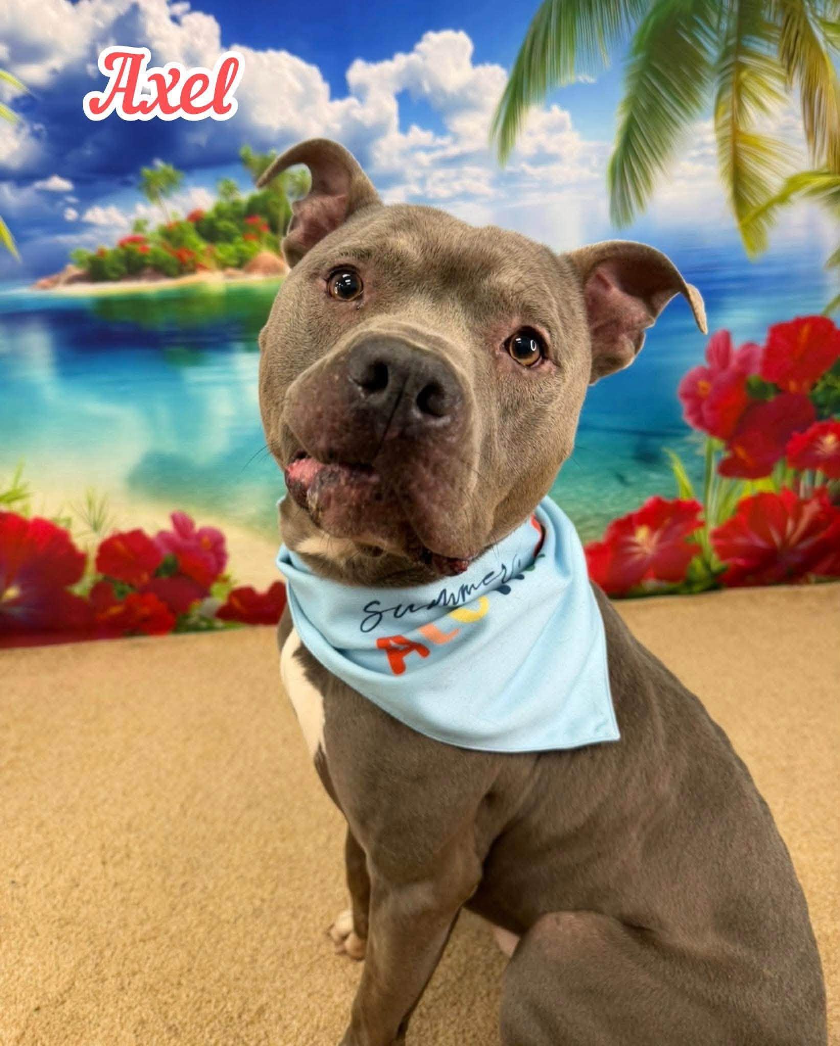 Axel, ADOPTABLE, Adult Male Mixed Breed.