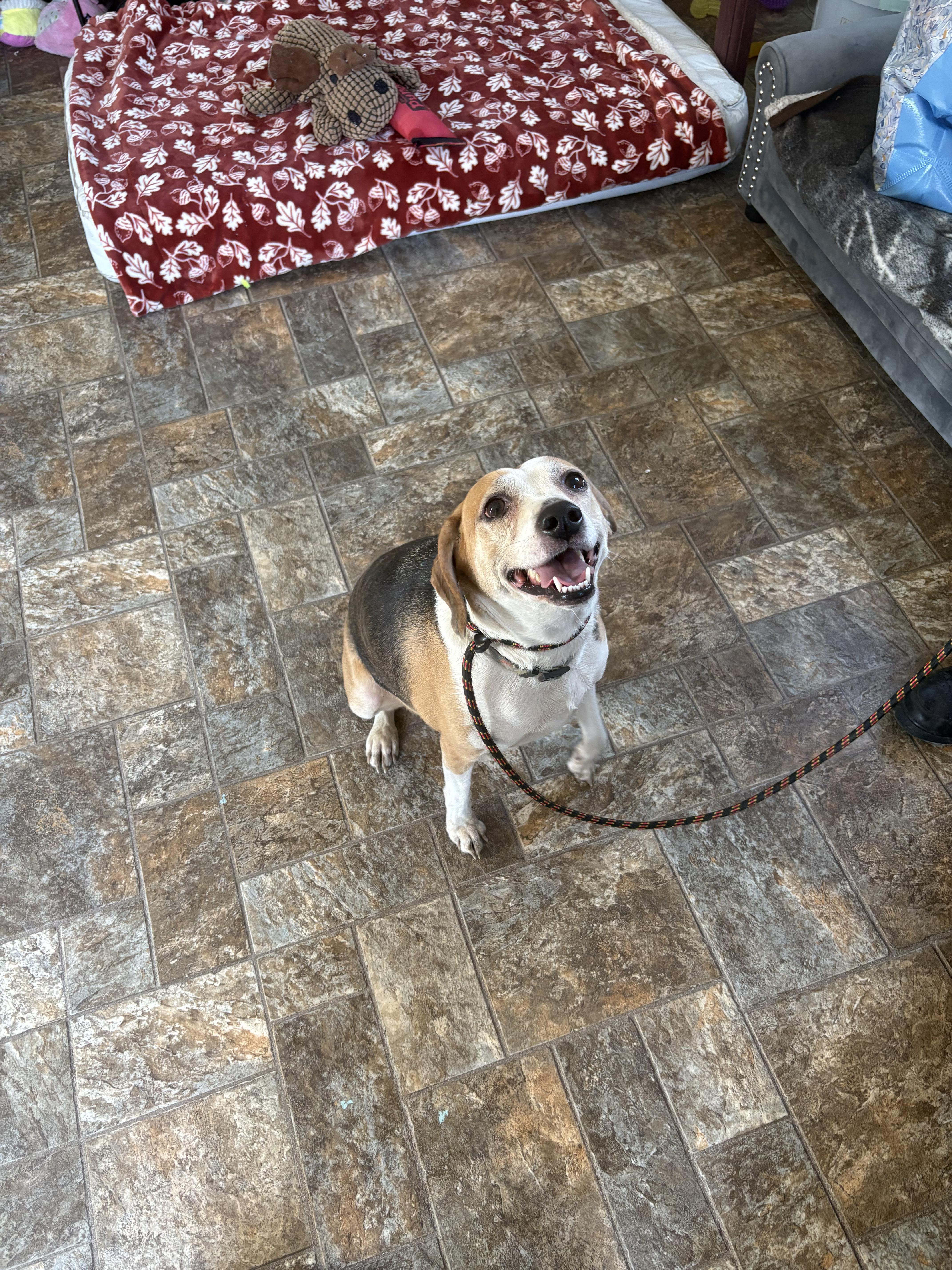 Enlarge Maya, an adopted mixed breed in Anderson, IN image 1/1