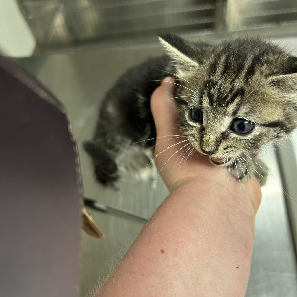 Enlarge Lilo, a Adoptable Domestic Short Hair in Ottawa, KS image 1/2