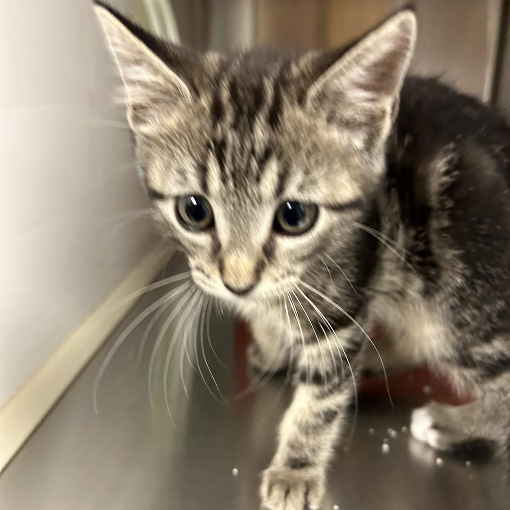 Enlarge Lilo, a Adoptable Domestic Short Hair in Ottawa, KS image 2/2