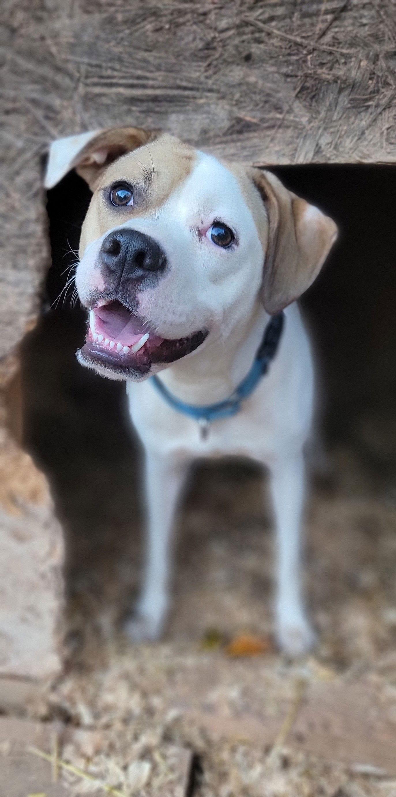 Buster, Adoptable, Young Male American Staffordshire Terrier.