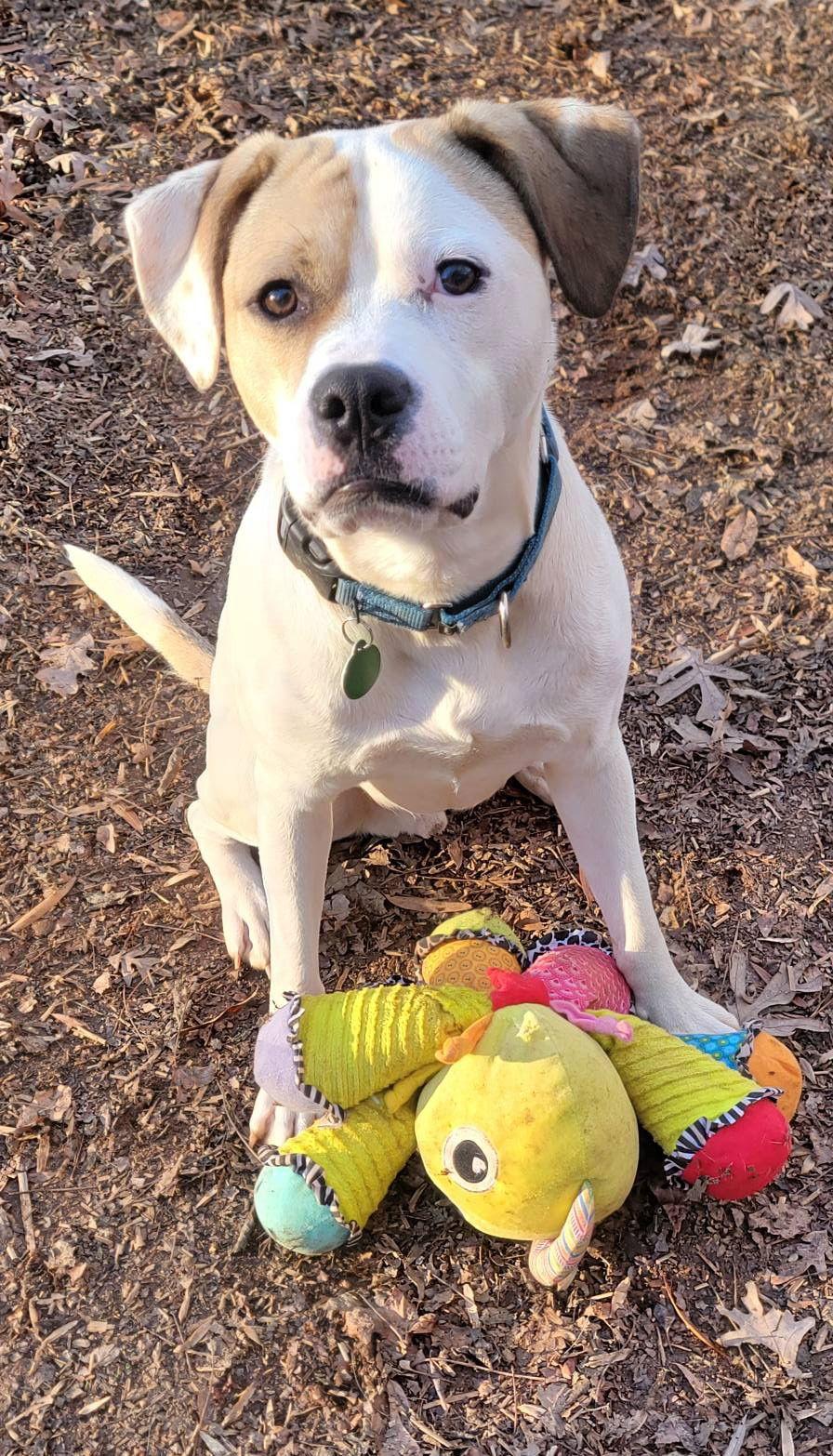 Enlarge Buster, a Adoptable American Staffordshire Terrier in Arlington, VA image 2/3