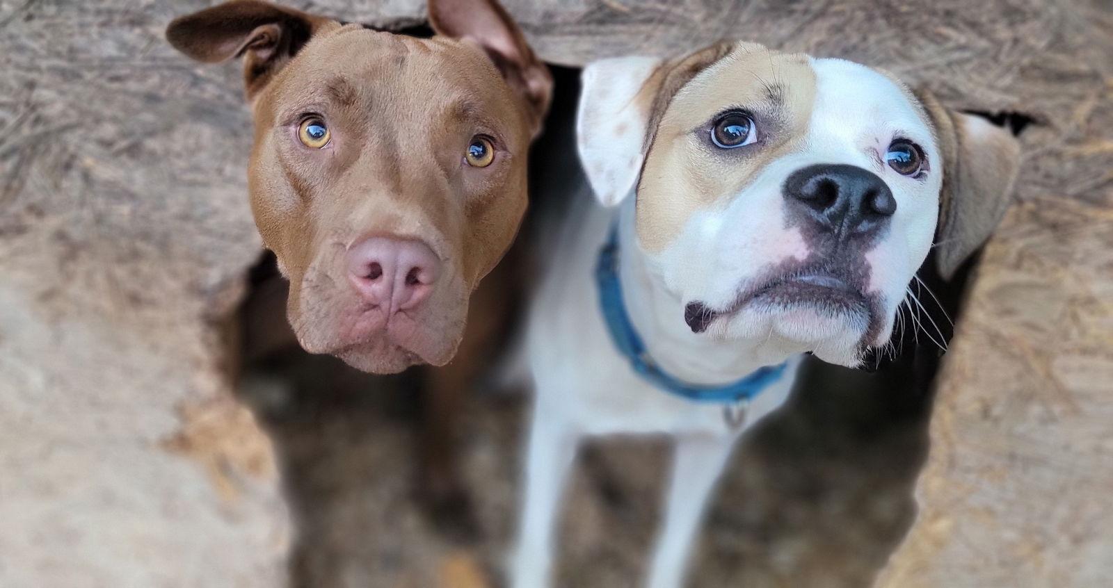 Enlarge Buster, a Adoptable American Staffordshire Terrier in Arlington, VA image 2/3