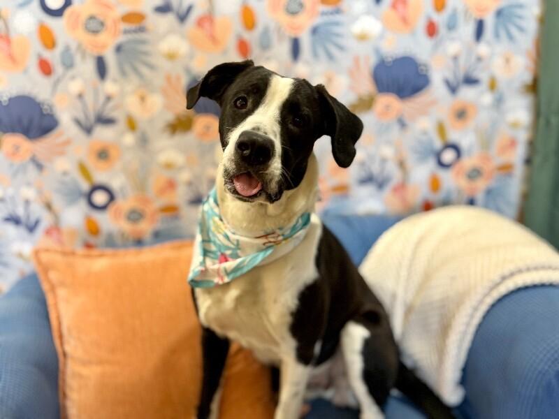 Domino Falls For You — thumbnail 2