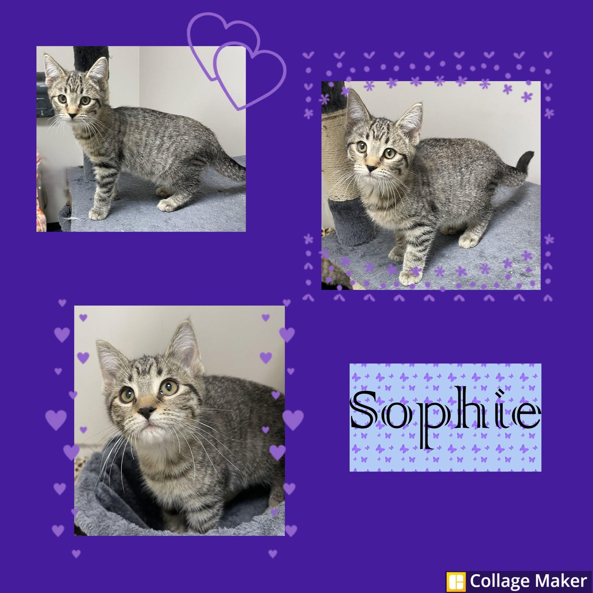 Sophie, ADOPTABLE, Young Female Domestic Short Hair.
