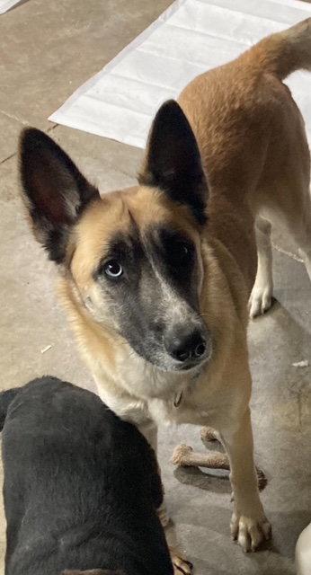 Jetta L, Adoptable, Young Female German Shepherd Dog & Husky.