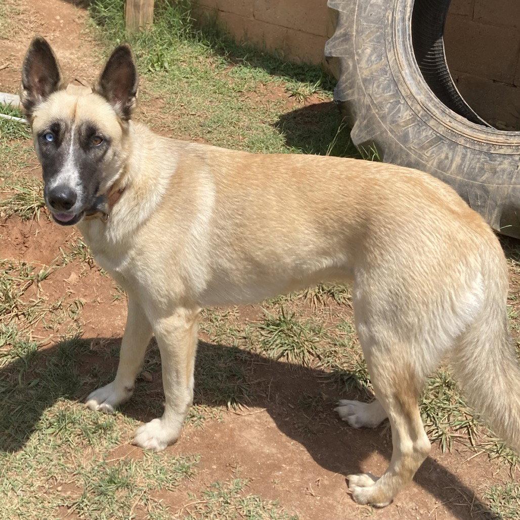 Jetta L, Adoptable, Young Female German Shepherd Dog & Husky.