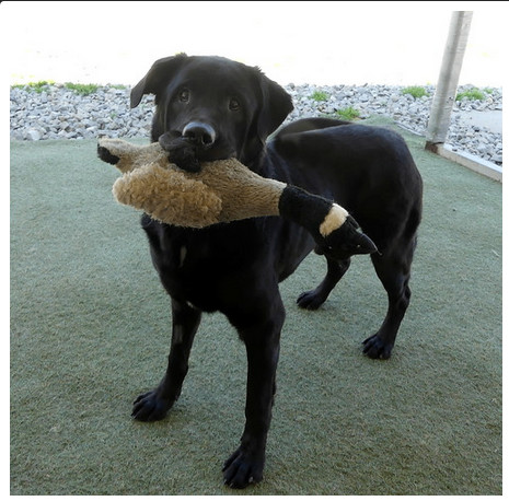 Bentley, a Adopted Labrador Retriever in Annandale, VA image 1/3
