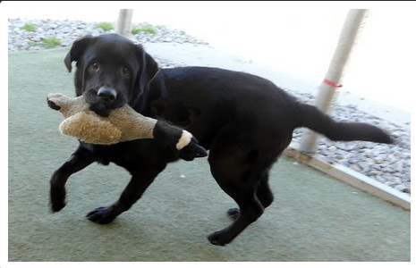 Bentley, a Adopted Labrador Retriever in Annandale, VA image 2/3