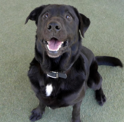 Bentley, a Adopted Labrador Retriever in Annandale, VA image 3/3