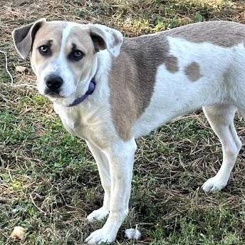 Amara, a Adoptable mixed breed in Owensboro, KY image 5/5