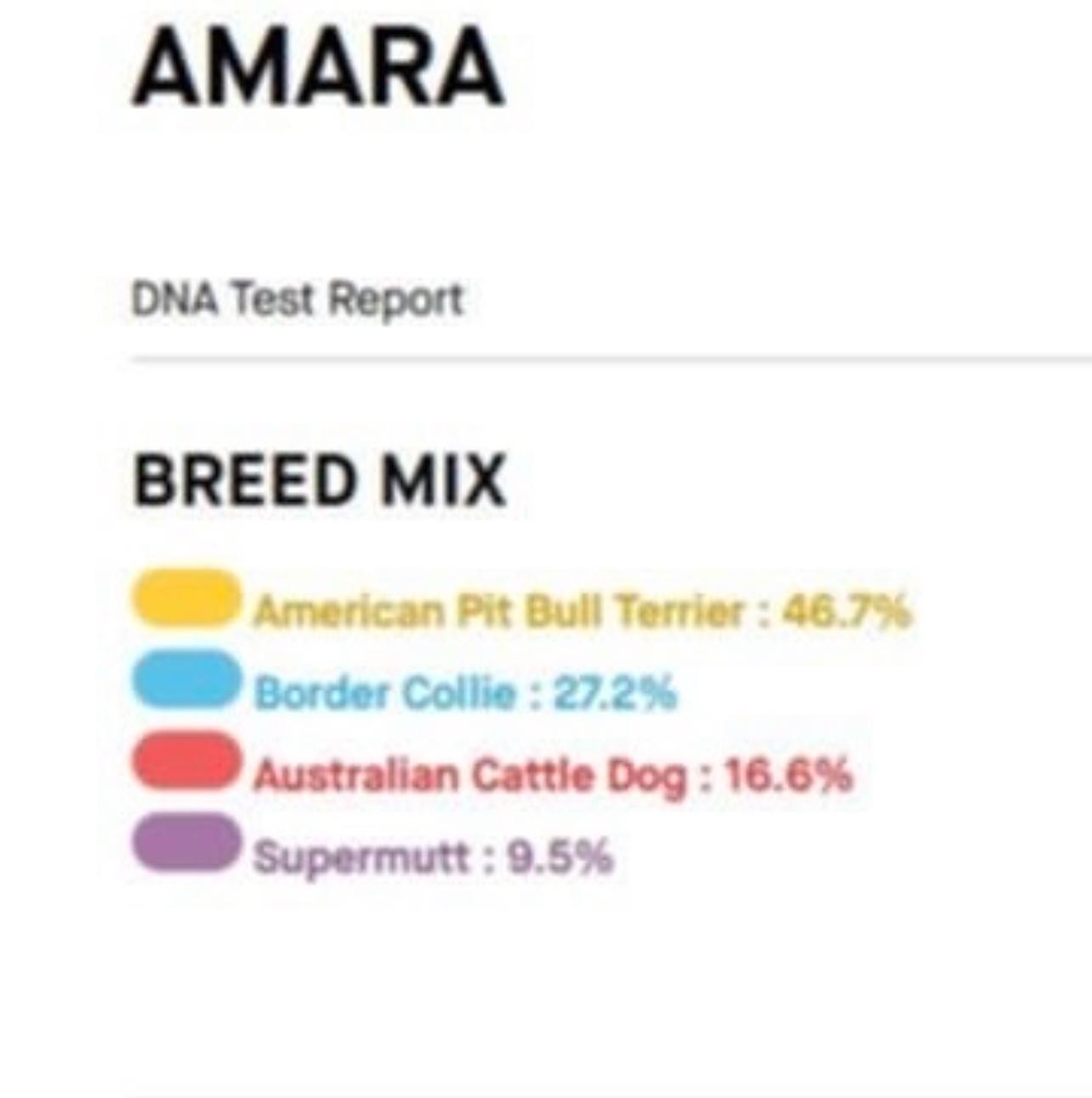 Amara, Adoptable, Adult Female Pit Bull Terrier & Border Collie.