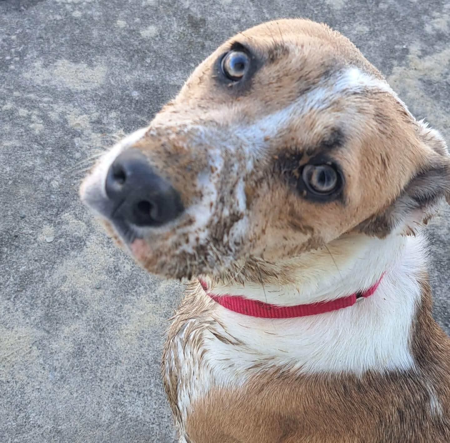 Amara, a Adoptable mixed breed in Owensboro, KY image 3/5