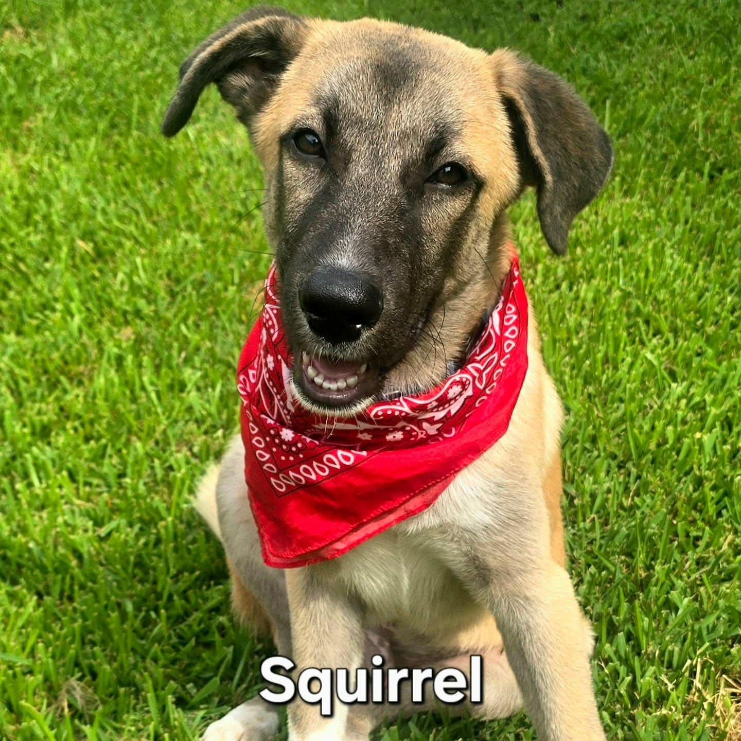 Enlarge Squirrel, a Adopted mixed breed in Houston, TX image 1/4