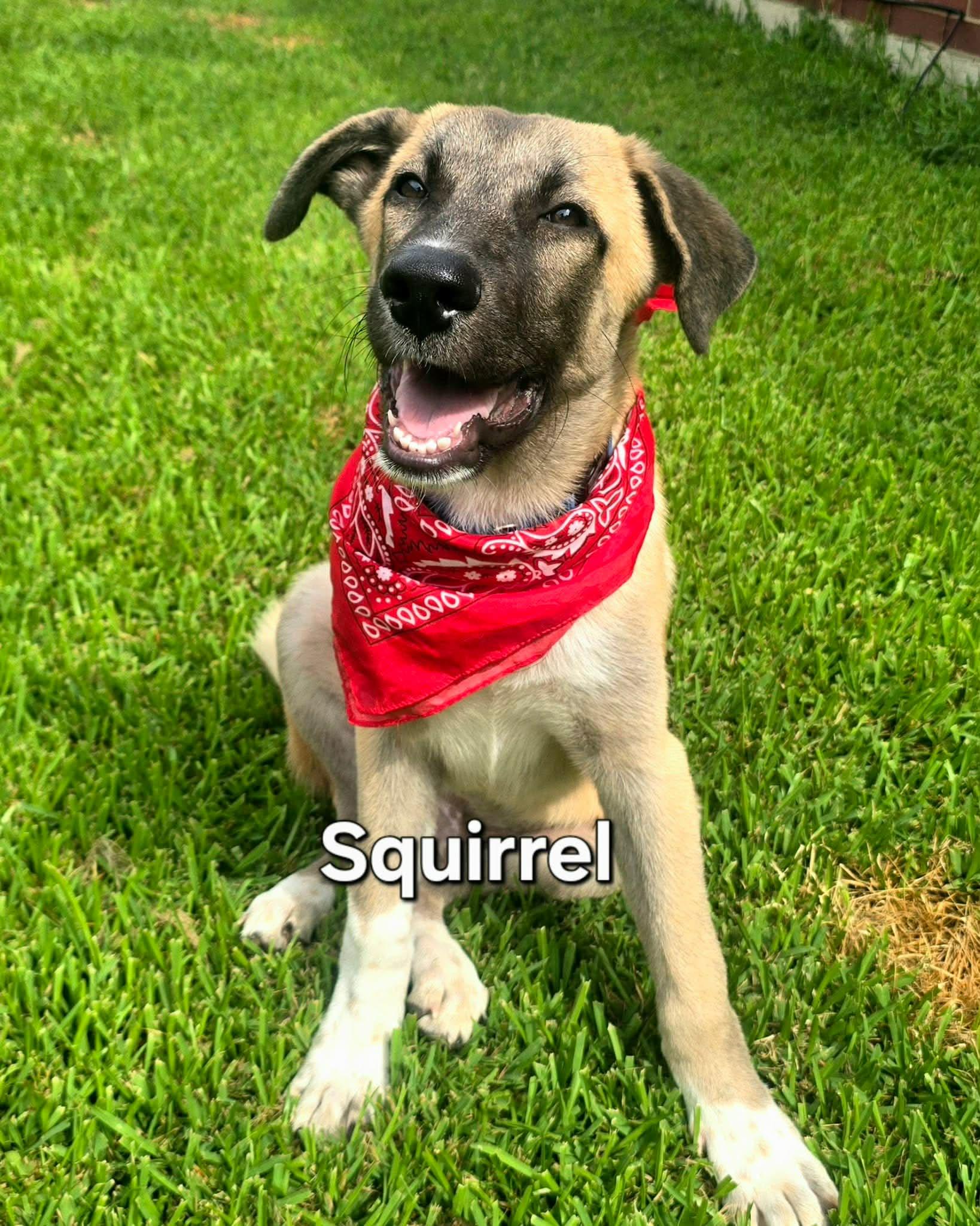 Enlarge Squirrel, a Adopted mixed breed in Houston, TX image 2/4