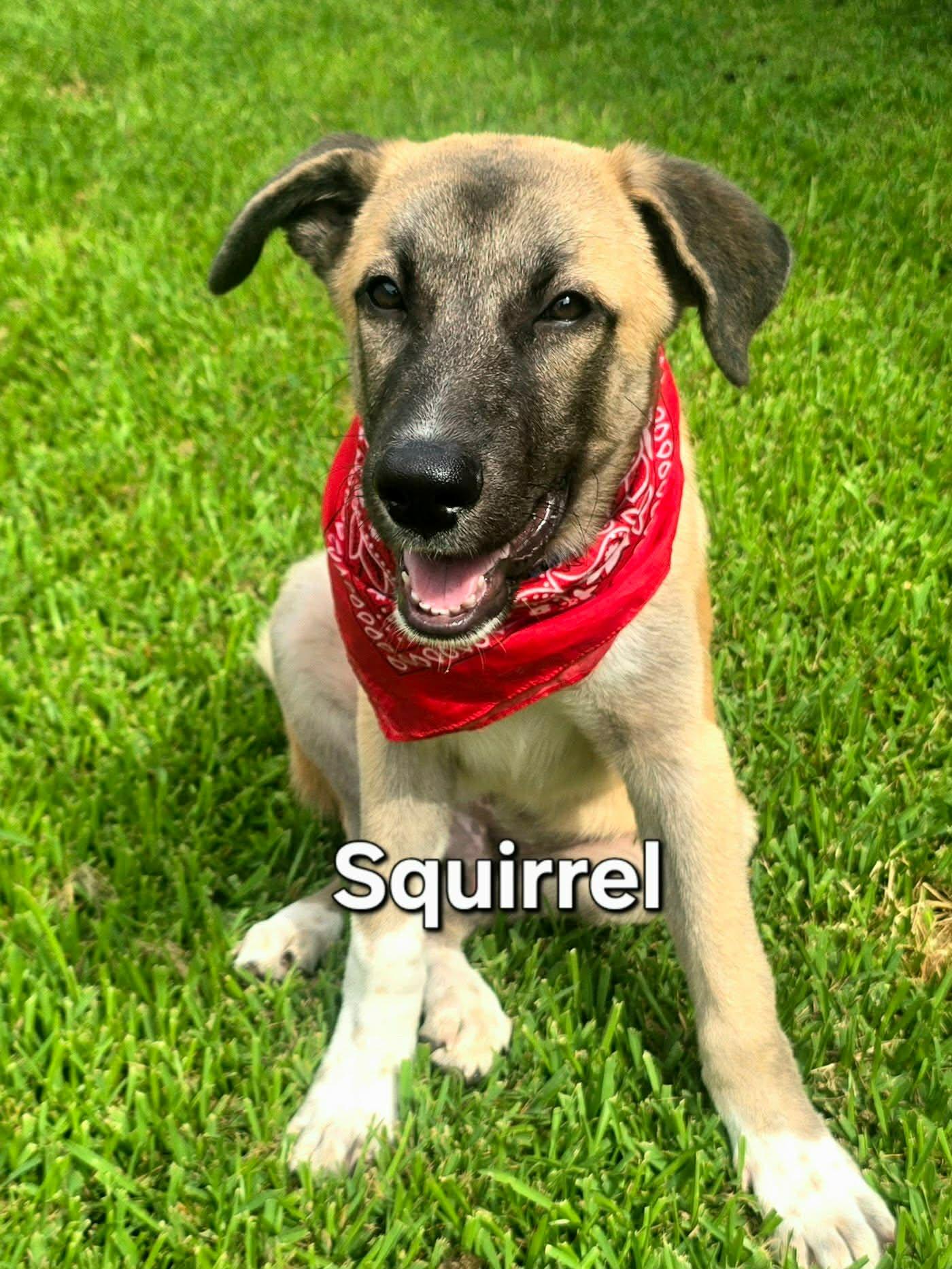 Enlarge Squirrel, a Adopted mixed breed in Houston, TX image 4/4