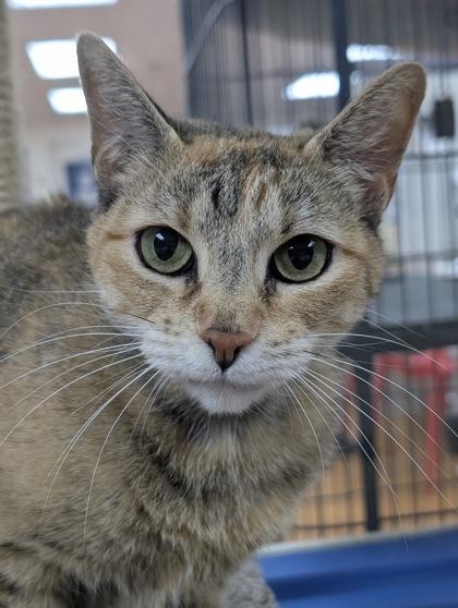Enlarge Dove 52025, a ADOPTABLE Domestic Short Hair in Oklahoma City, OK image 1/1