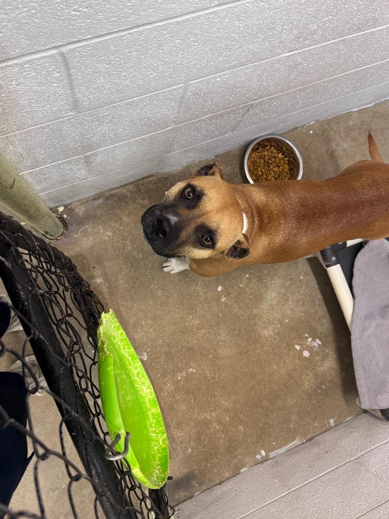 Enlarge Daisy, a Adoptable mixed breed in Morgantown, KY image 1/2