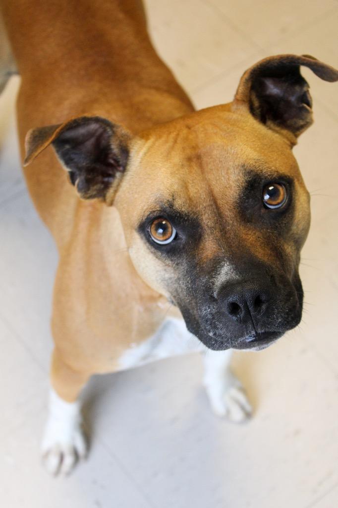 Enlarge Daisy, a Adoptable mixed breed in Morgantown, KY image 2/2