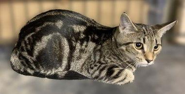 Honey, Adoptable, Young Female Domestic Short Hair & Tabby.