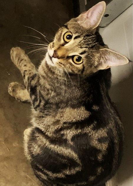 Honey, a Adoptable mixed breed in Versailles, KY image 2/5