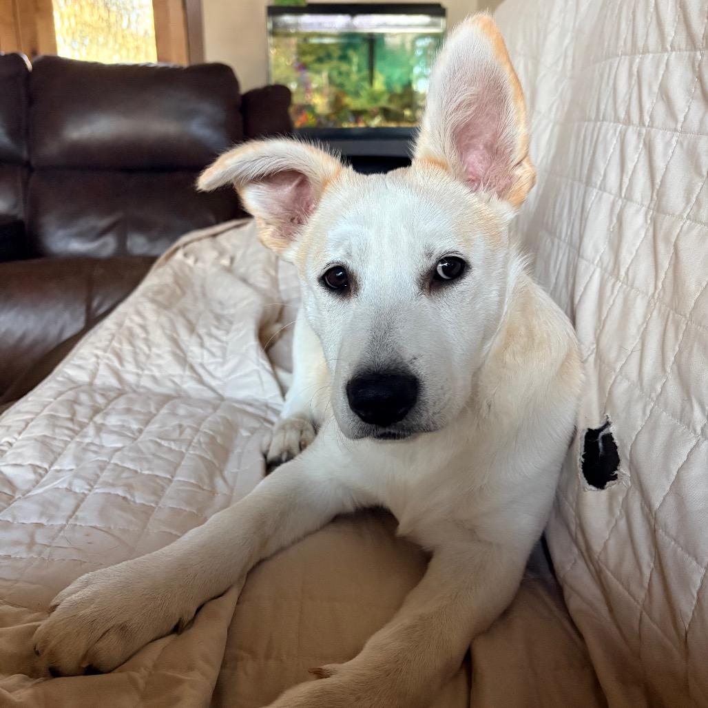Chicken Nugget, a Adoptable Carolina Dog in Seguin, TX image 4/5