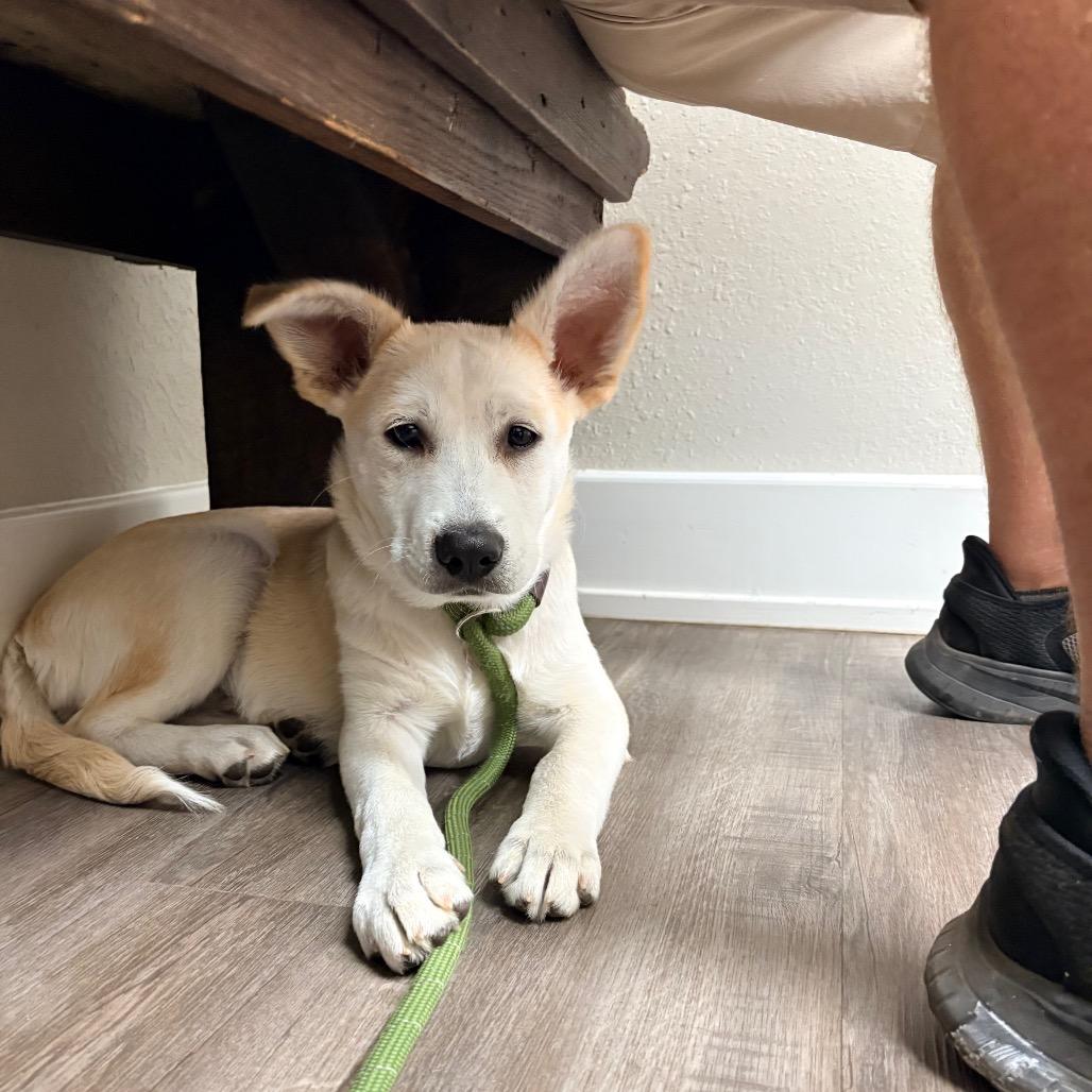 Chicken Nugget, a Adoptable Carolina Dog in Seguin, TX image 2/5