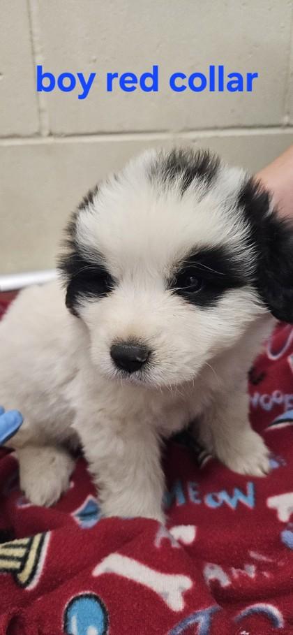 Panda, Adoptable, Puppy Male Great Pyrenees & Mixed Breed.