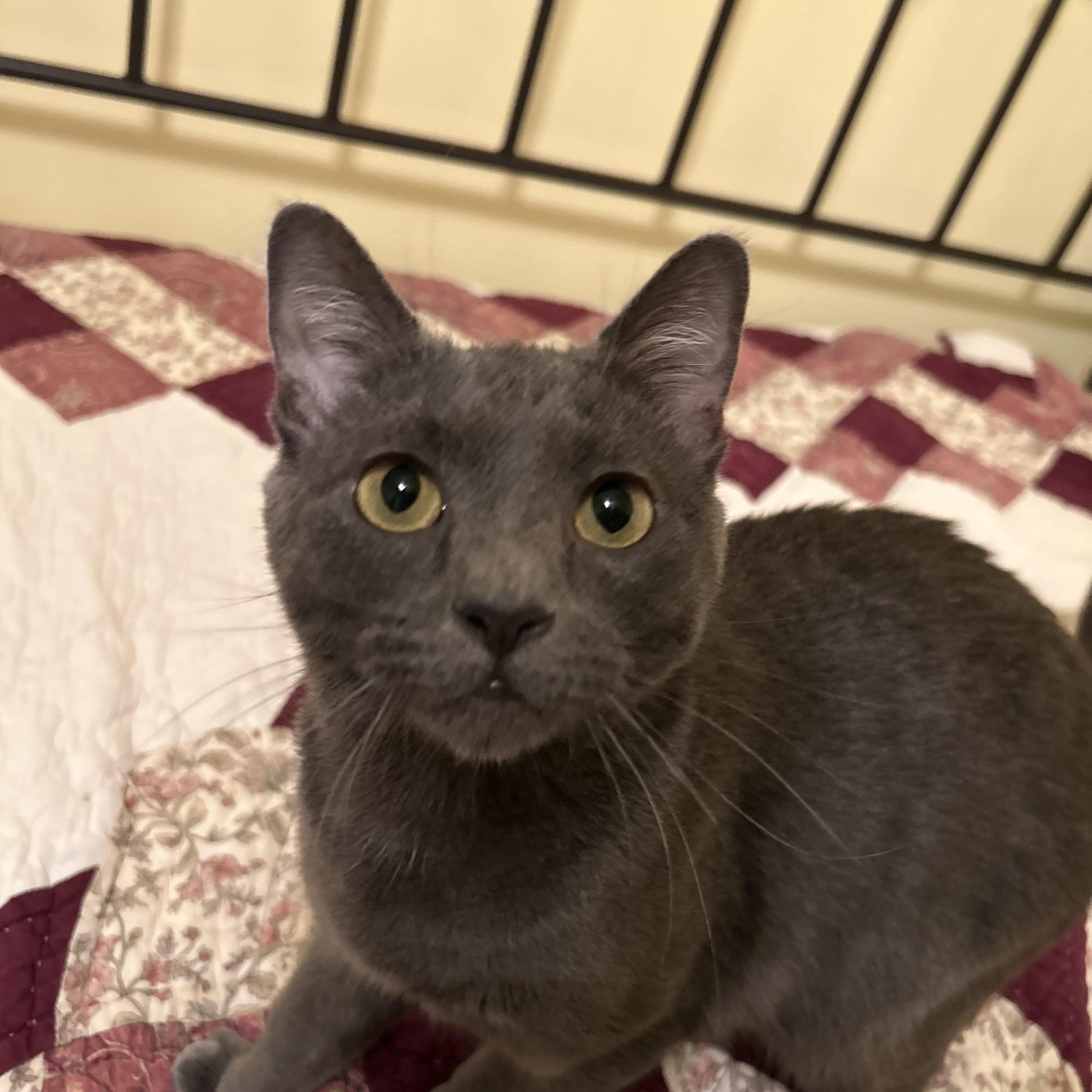 Enlarge Rumi, an adopted Domestic Short Hair in Richmond, VA image 2/2