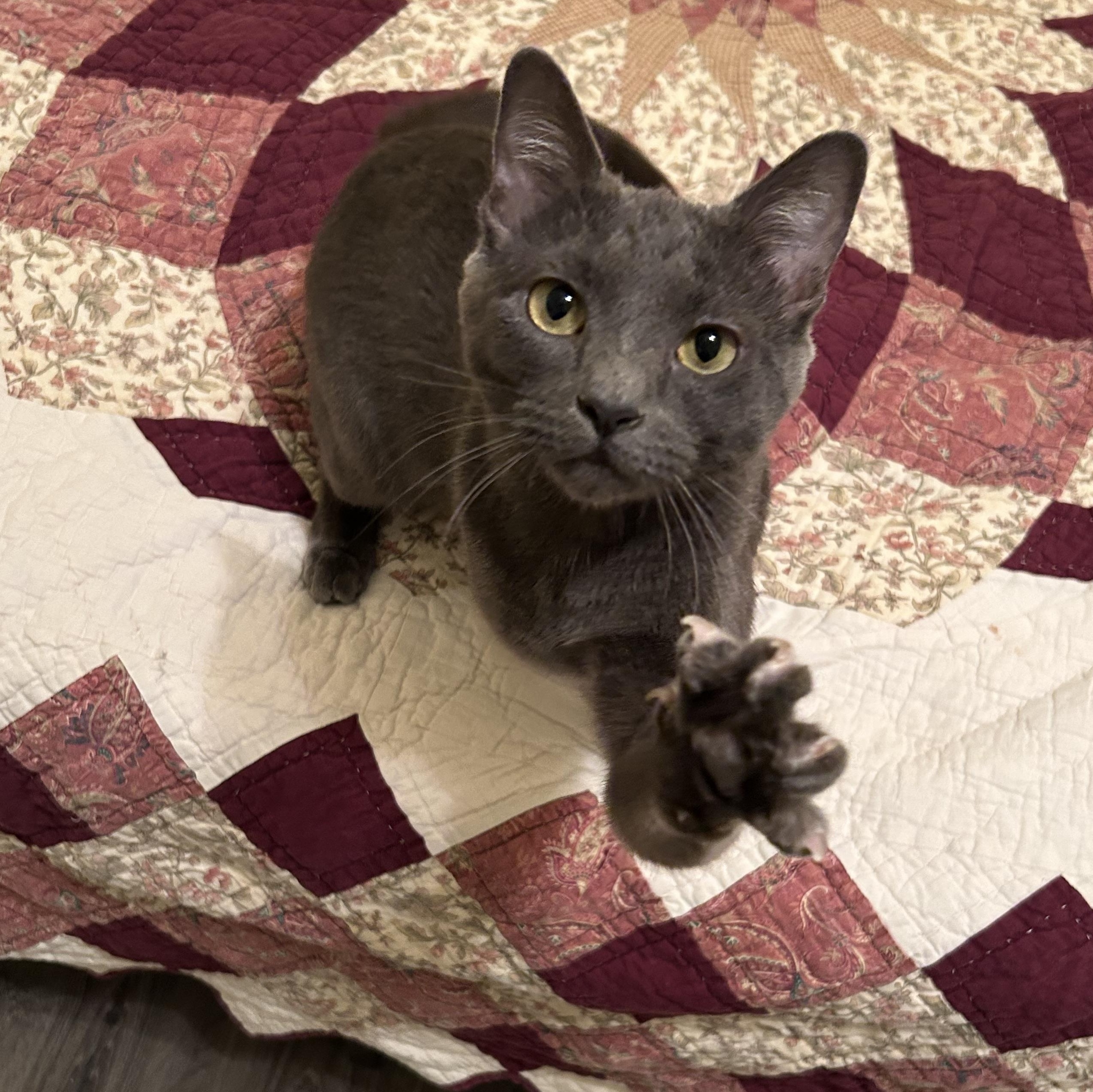 Enlarge Rumi, an adopted Domestic Short Hair in Richmond, VA image 1/2