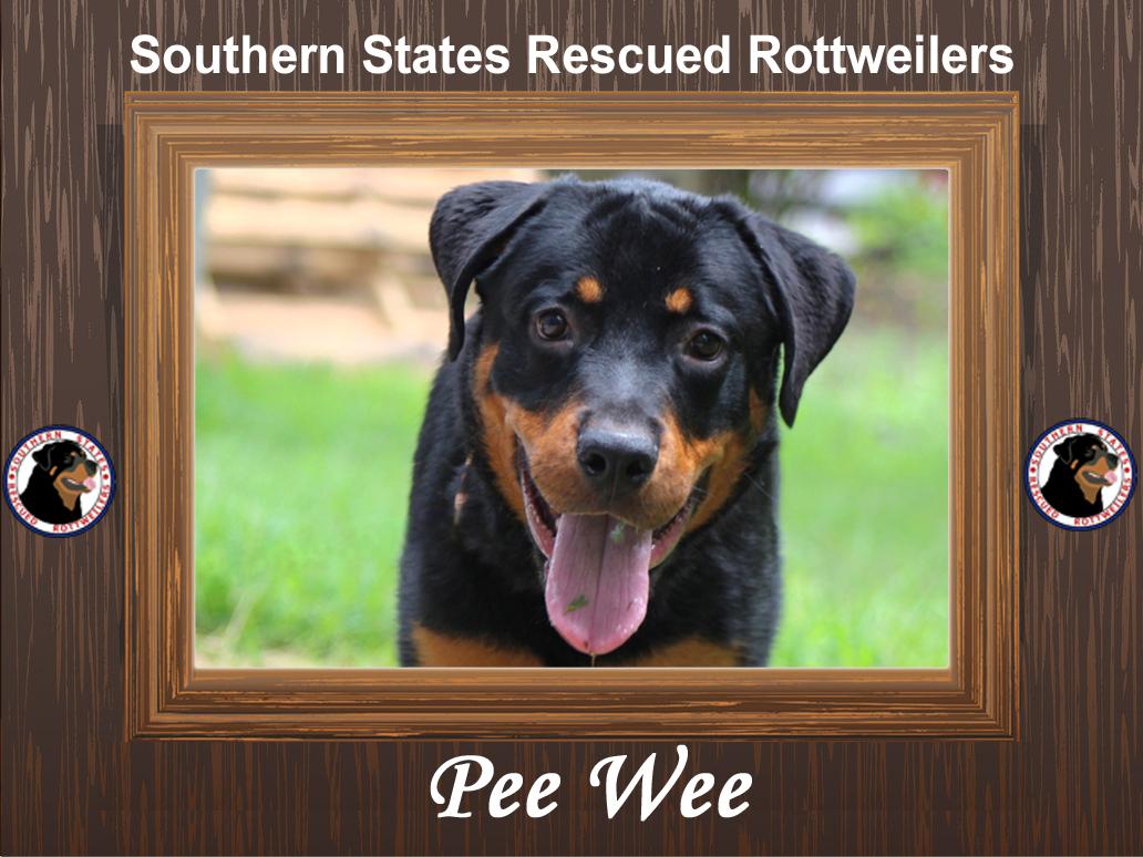 Enlarge Pee Wee, a Adoptable mixed breed in Chesapeake, VA image 1/6