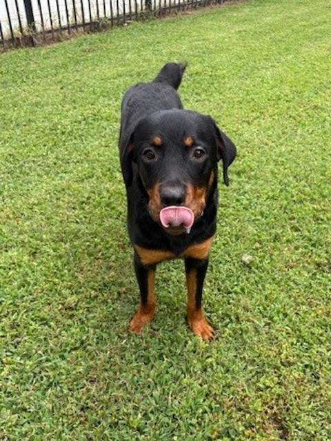 Enlarge Pee Wee, a Adoptable mixed breed in Chesapeake, VA image 3/6