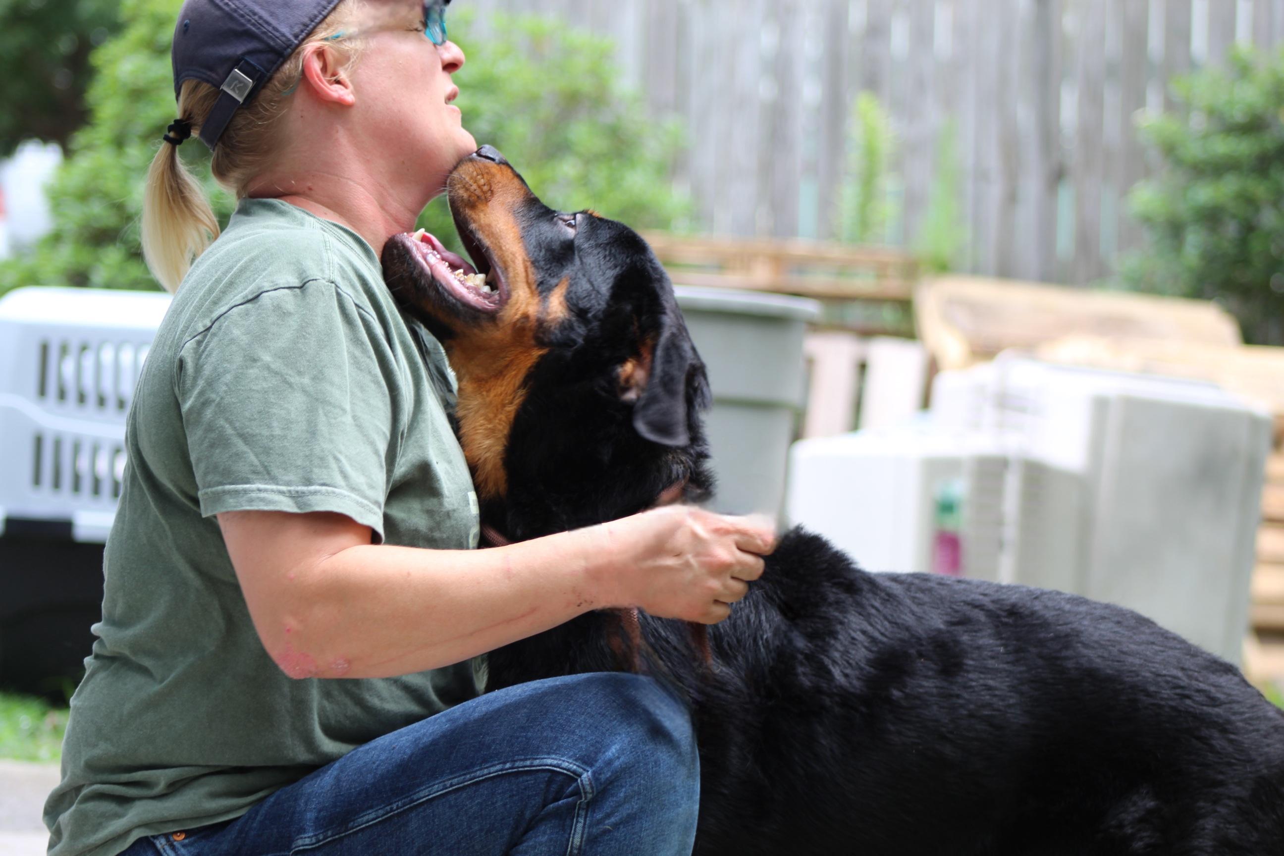 Enlarge Pee Wee, a Adoptable mixed breed in Chesapeake, VA image 4/6