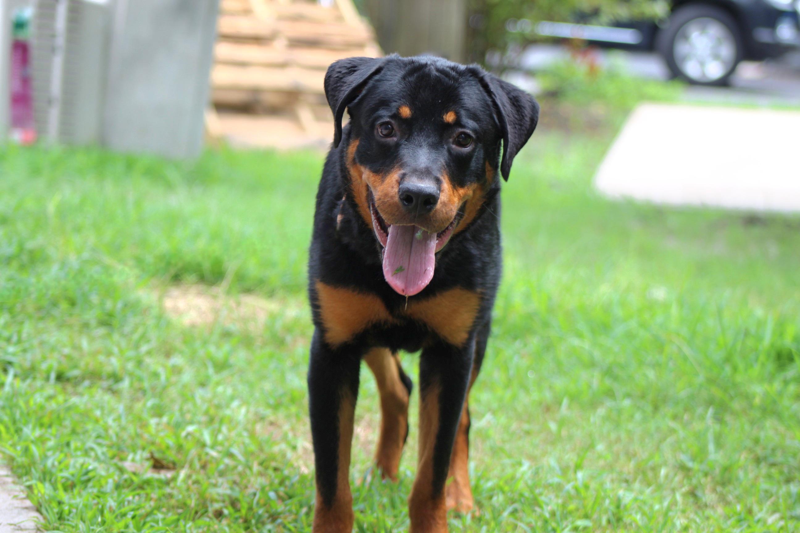 Enlarge Pee Wee, a Adoptable mixed breed in Chesapeake, VA image 5/6