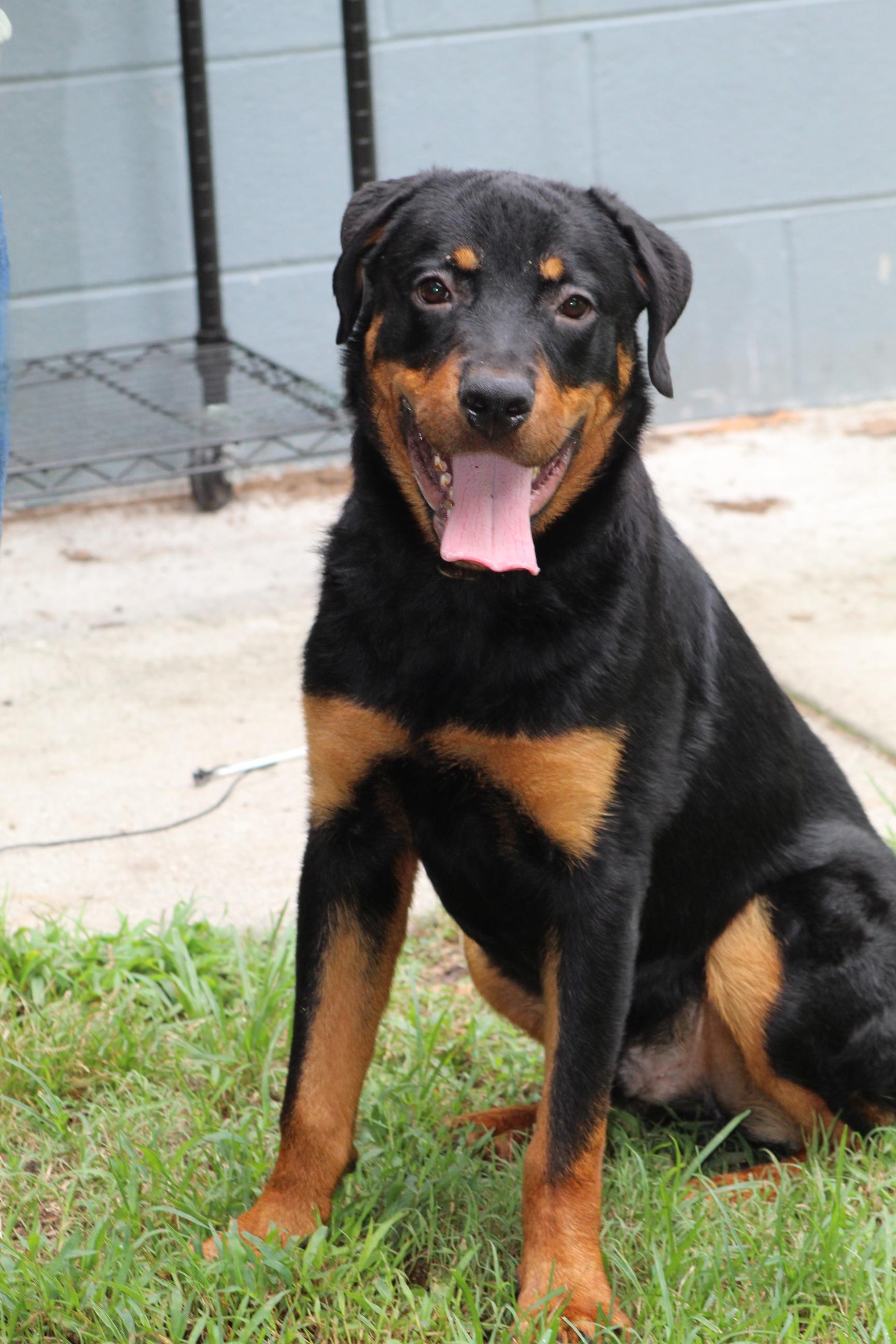 Enlarge Pee Wee, a Adoptable mixed breed in Chesapeake, VA image 6/6