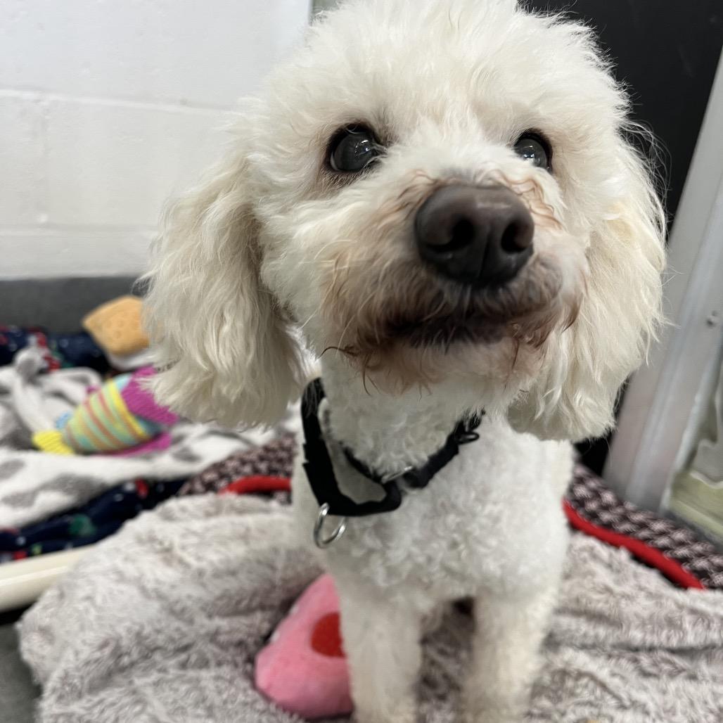 Snickers, Adoptable, Senior Female Poodle & Mixed Breed.