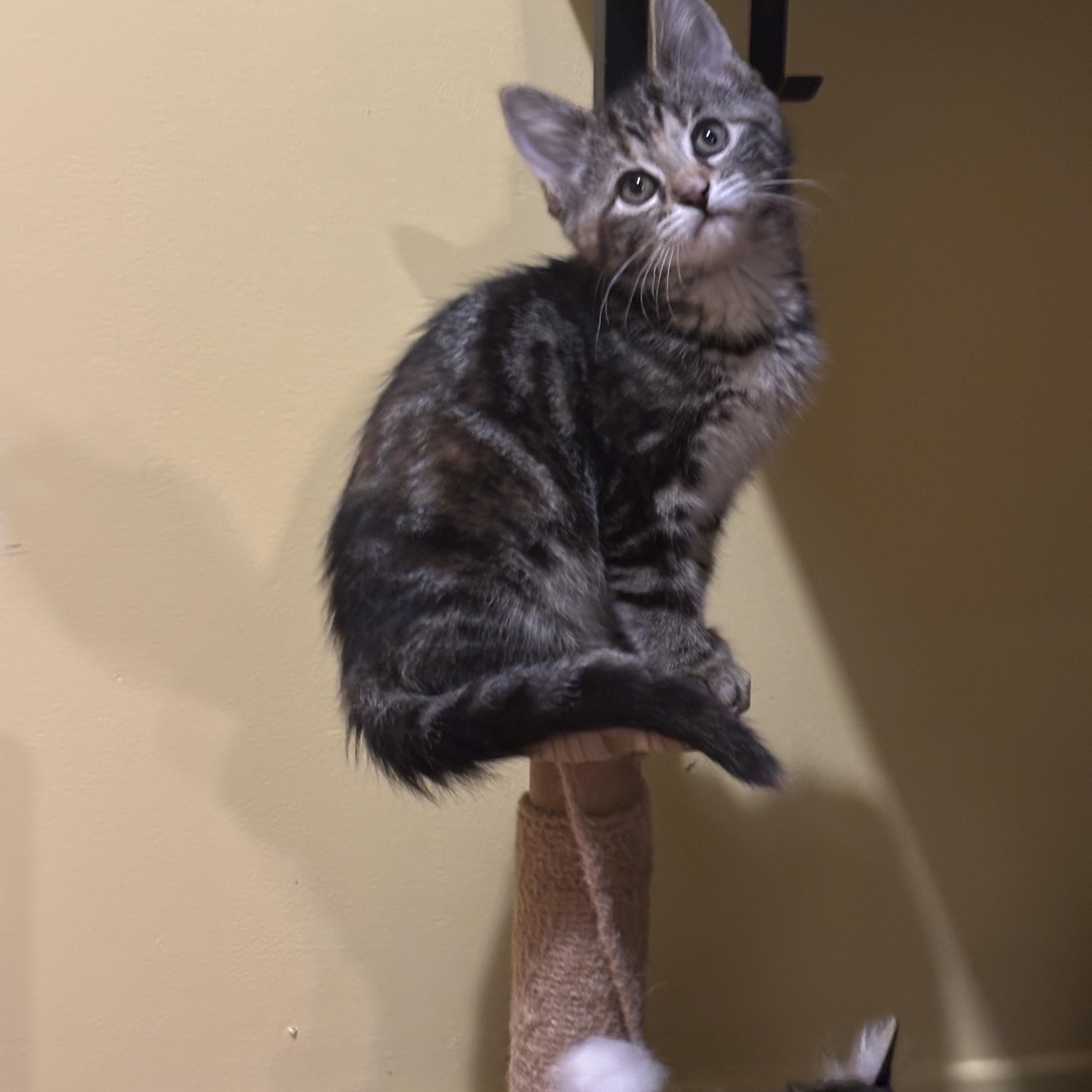 Enlarge Sammie (Samantha Lam), a Adoptable Domestic Short Hair in Montreal, QC image 1/5
