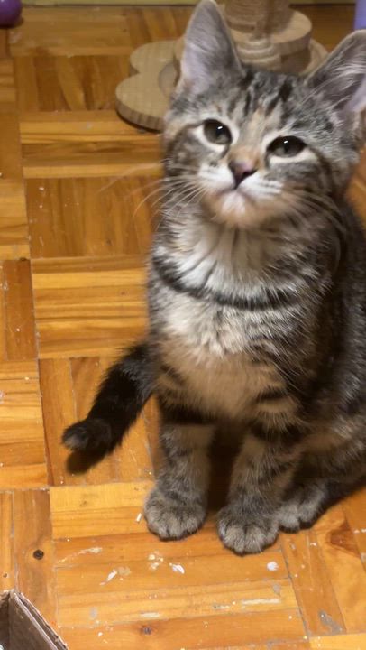Enlarge Sammie (Samantha Lam), a Adoptable Domestic Short Hair in Montreal, QC video 2/5