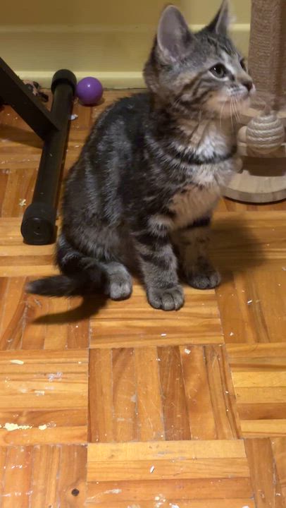 Enlarge Sammie (Samantha Lam), a Adoptable Domestic Short Hair in Montreal, QC video 3/5