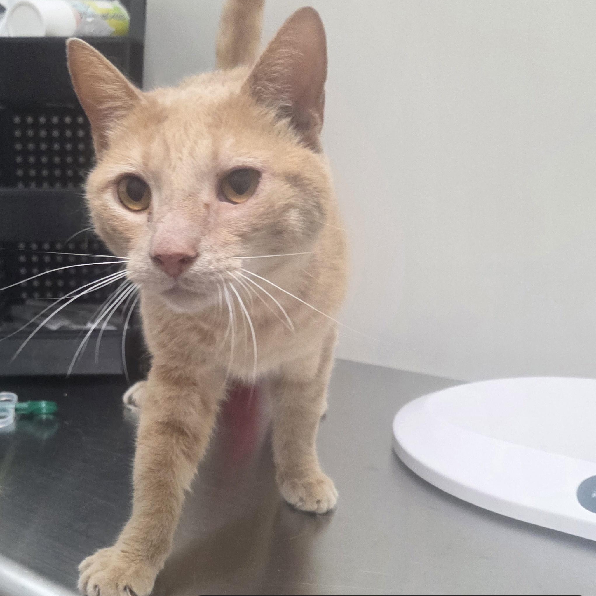 Phoenix, ADOPTABLE, Adult Male Domestic Short Hair.