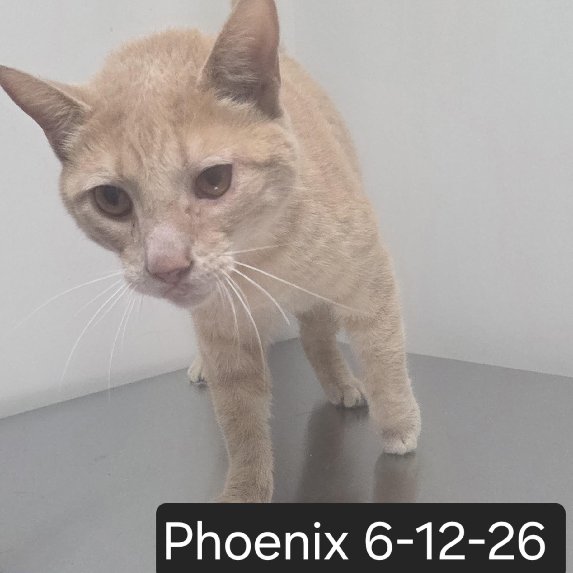 Enlarge Phoenix, a ADOPTABLE Domestic Short Hair in SNOW HILL, NC image 2/2