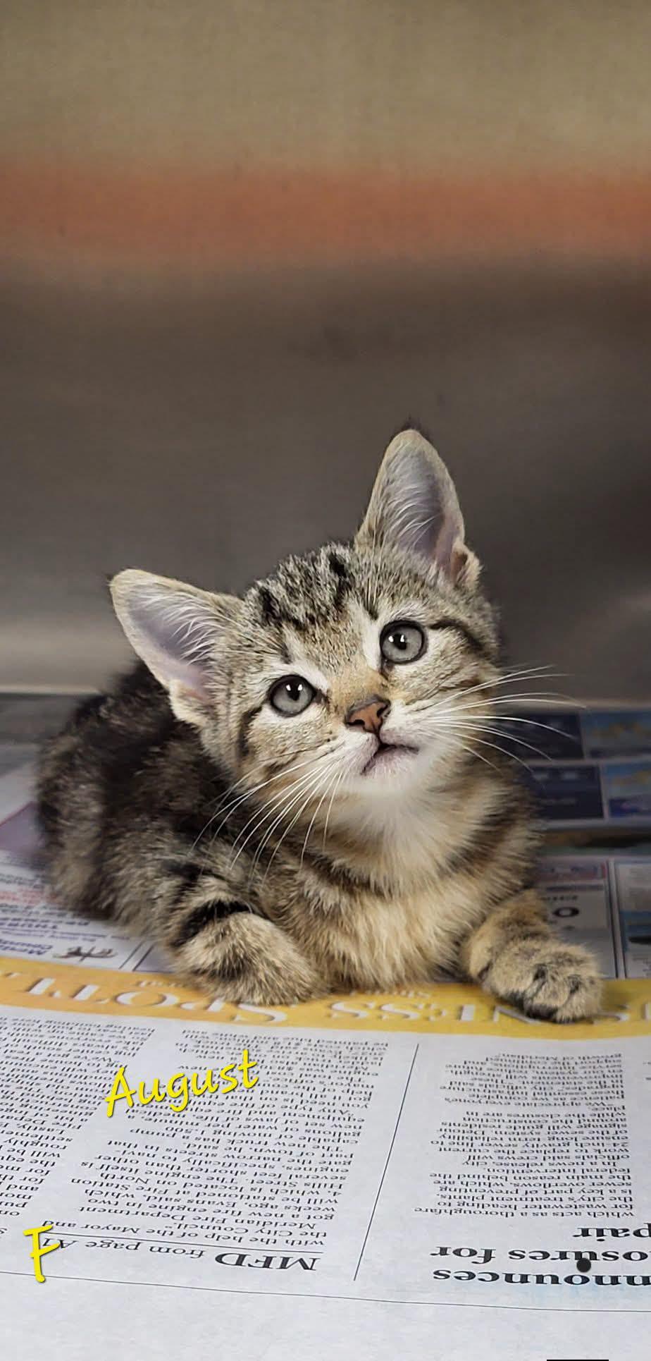 Enlarge August, a ADOPTABLE Domestic Short Hair in Marion, MS image 1/1