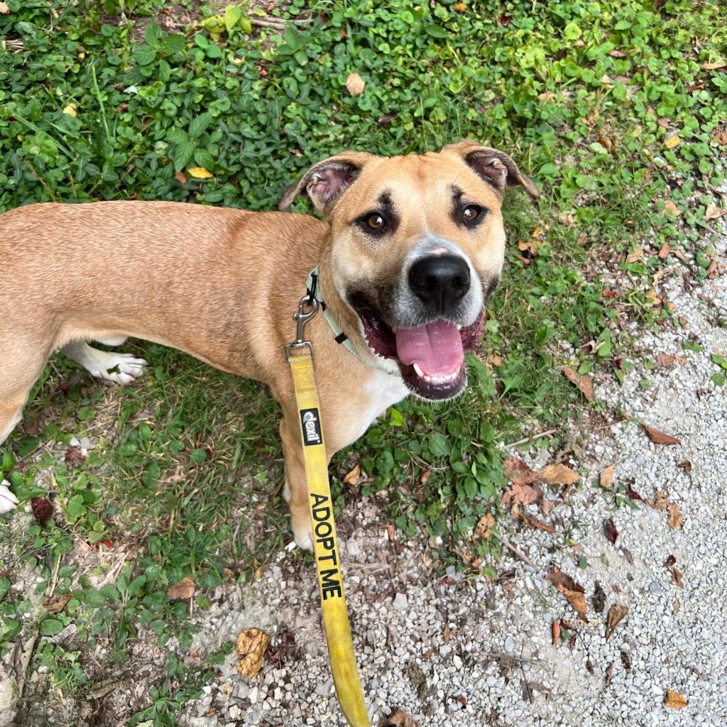 Henry, Adoptable, Adult Male Mixed Breed.